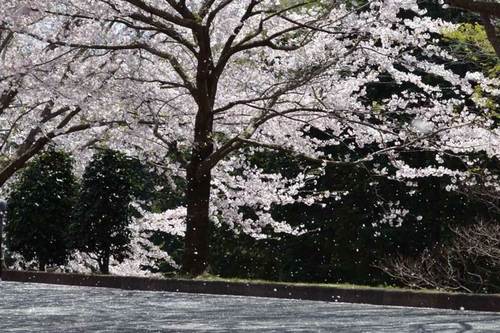 桜吹雪110412.jpg