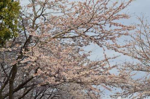 桜（１）110407.JPG